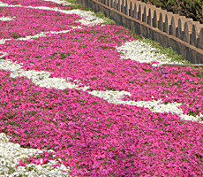 上海丛生福禄考花(huā)海多(duō)少钱